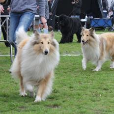 Collie langhåret Nitopets from Venezuela