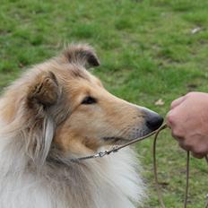 Collie langhåret Nitopets from Venezuela