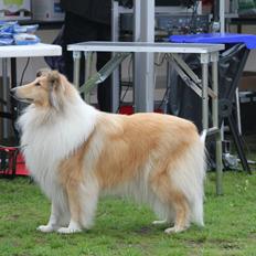 Collie langhåret Nitopets from Venezuela