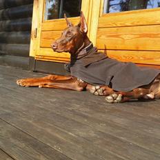 Dobermann Piro di Altobello
