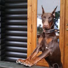 Dobermann Piro di Altobello