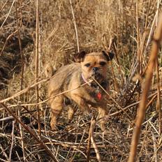 Blanding af racer *Pugshire* Daimi af bredekilde