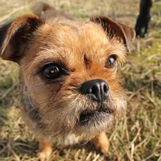 Blanding af racer *Pugshire* Daimi af bredekilde