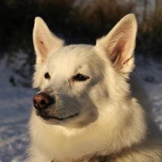 Dansk Spids Luna