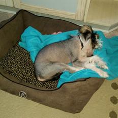 Chinese crested hårløs Priscilla (Cilla)