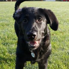 Blanding af racer Bella