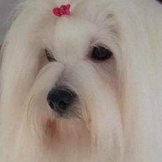 Coton de tulear Dixie