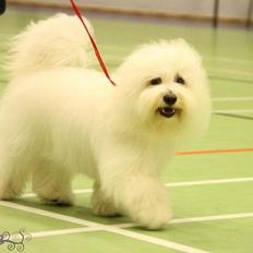 Coton de tulear Dixie