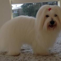 Coton de tulear Dixie