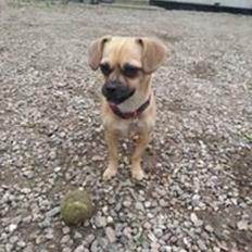 Blanding af racer Zoéy  ( himmel hund)