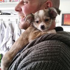 Chihuahua Arthur