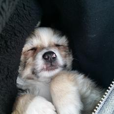 Chihuahua Arthur