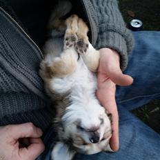 Chihuahua Arthur