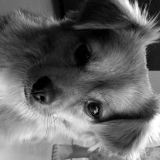 Blanding af racer Sally