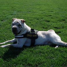 Shar pei Budda ??? R.I.P ???