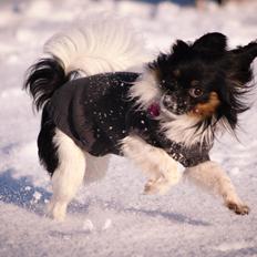 Papillon Joy Sukkermås (RIP)