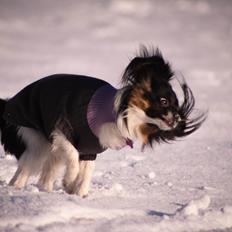 Papillon Joy Sukkermås (RIP)