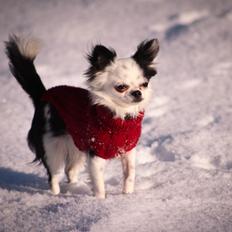 Chihuahua Amy (MooMoo)