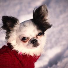 Chihuahua Amy (MooMoo)