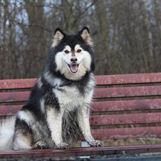 Finsk lapphund gottorps Ussi (kaldt: Bertha)