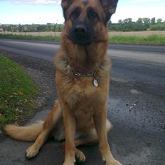 Schæferhund Hekami Tøsen. (Tøsen). (Mine forældres).