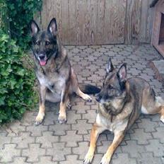 Schæferhund Sportshund Cheska. (Zenta).