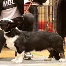 Welsh corgi cardigan Armani