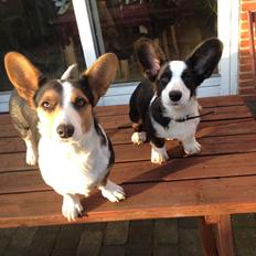 Welsh corgi cardigan Armani