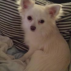 Chihuahua Oscar 