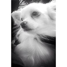 Chihuahua Oscar 