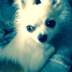Chihuahua Tino AKA Bambino