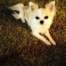 Chihuahua Tino AKA Bambino