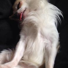 Chihuahua Tino AKA Bambino