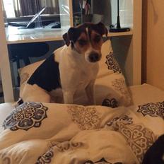 Dansk svensk gaardhund Bosse