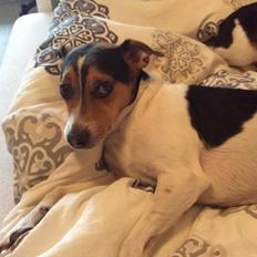 Dansk svensk gaardhund Bosse