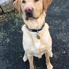 Labrador retriever Enzo