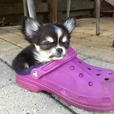 Chihuahua Tiny Star Dinka