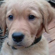 Golden retriever Leopold - Leo