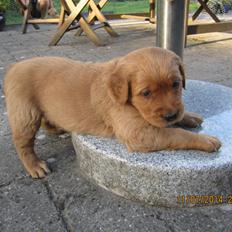 Golden retriever Leopold - Leo