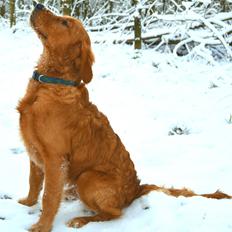 Golden retriever Leopold - Leo