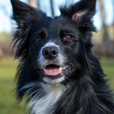 Border collie Ninja