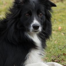 Border collie Ninja