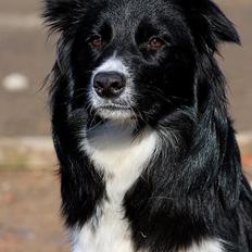 Border collie Ninja