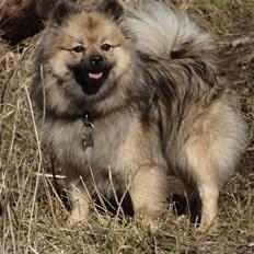 Mittelspitz Mira . DKCH