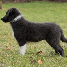 Border collie Fuji
