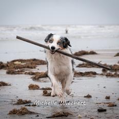 Australian shepherd Gaia