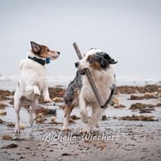 Australian shepherd Gaia