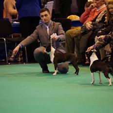 Boston terrier Multi-CH Westlund As Good As It Gets aka Pepsi