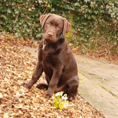 Labrador retriever Knuma Jikke Junior 