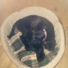 Cocker spaniel Solstrålens helga 
